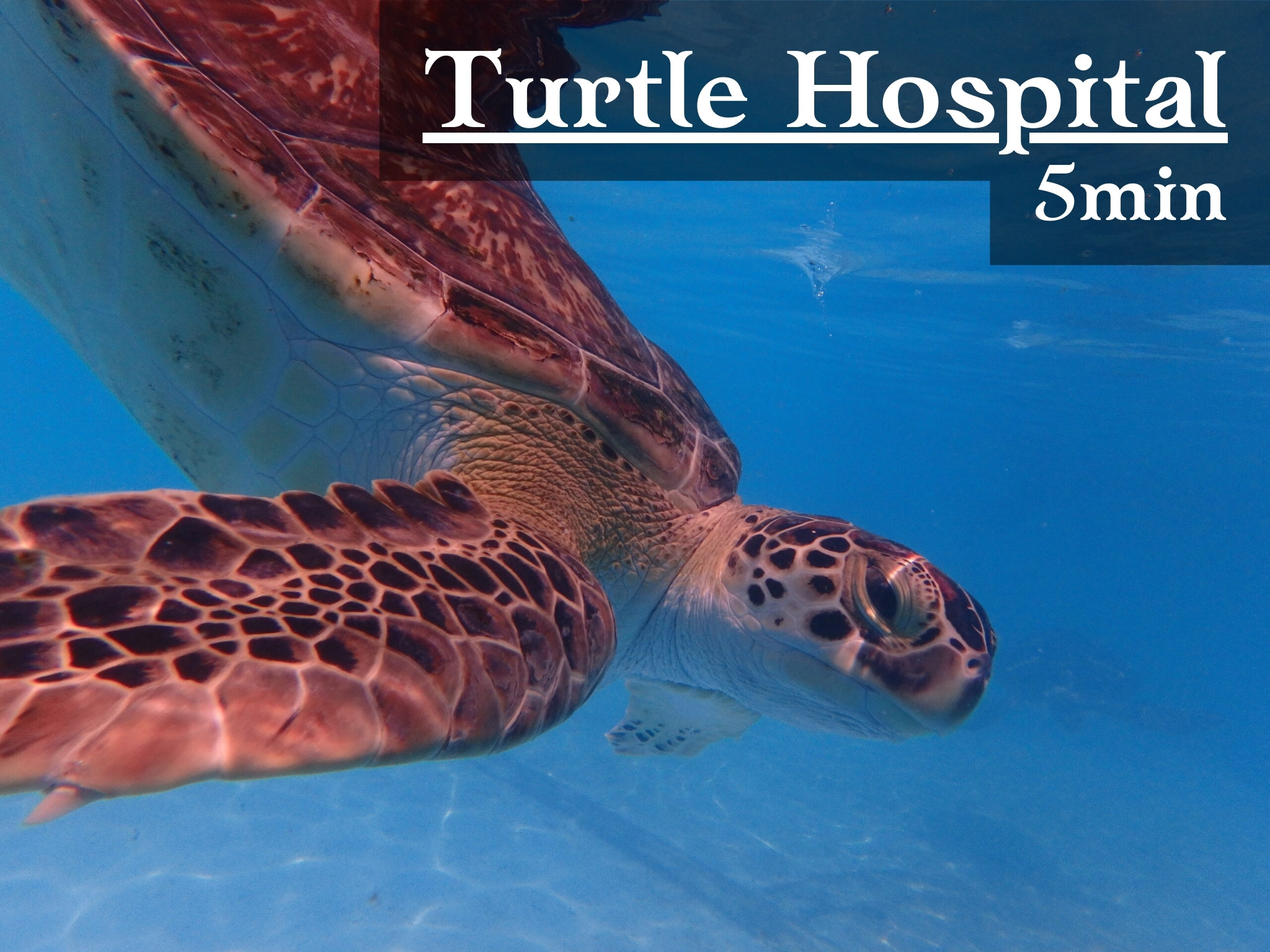 Learn more about these adorable locals at the Turtle Hospital.