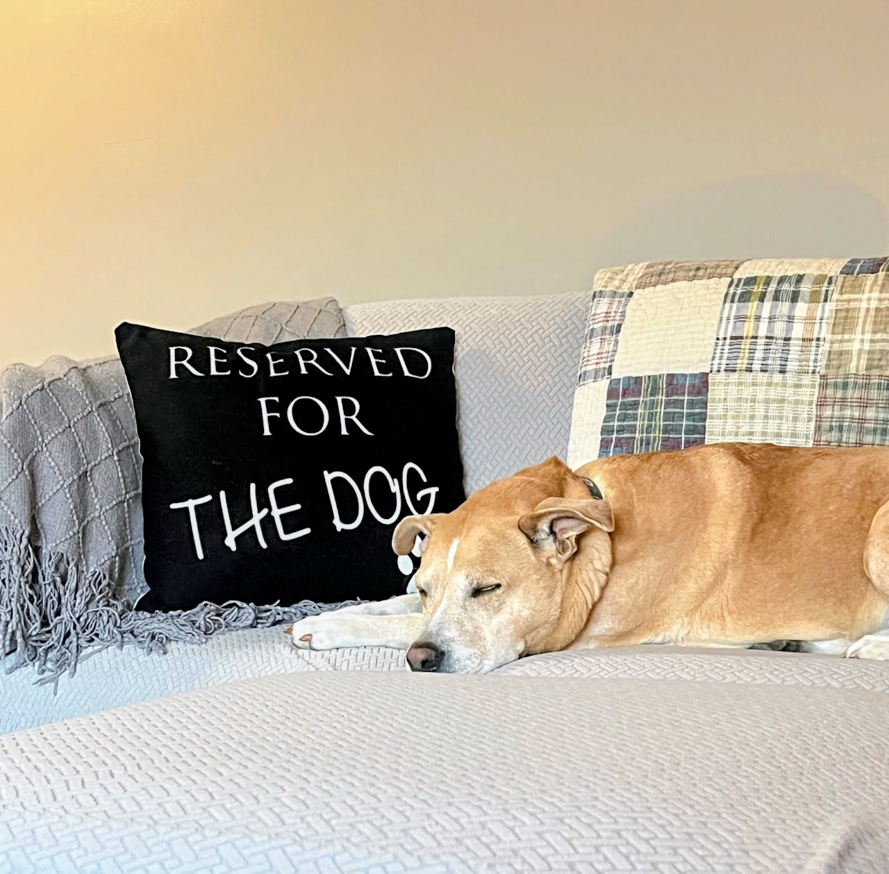 Reserved for the dog