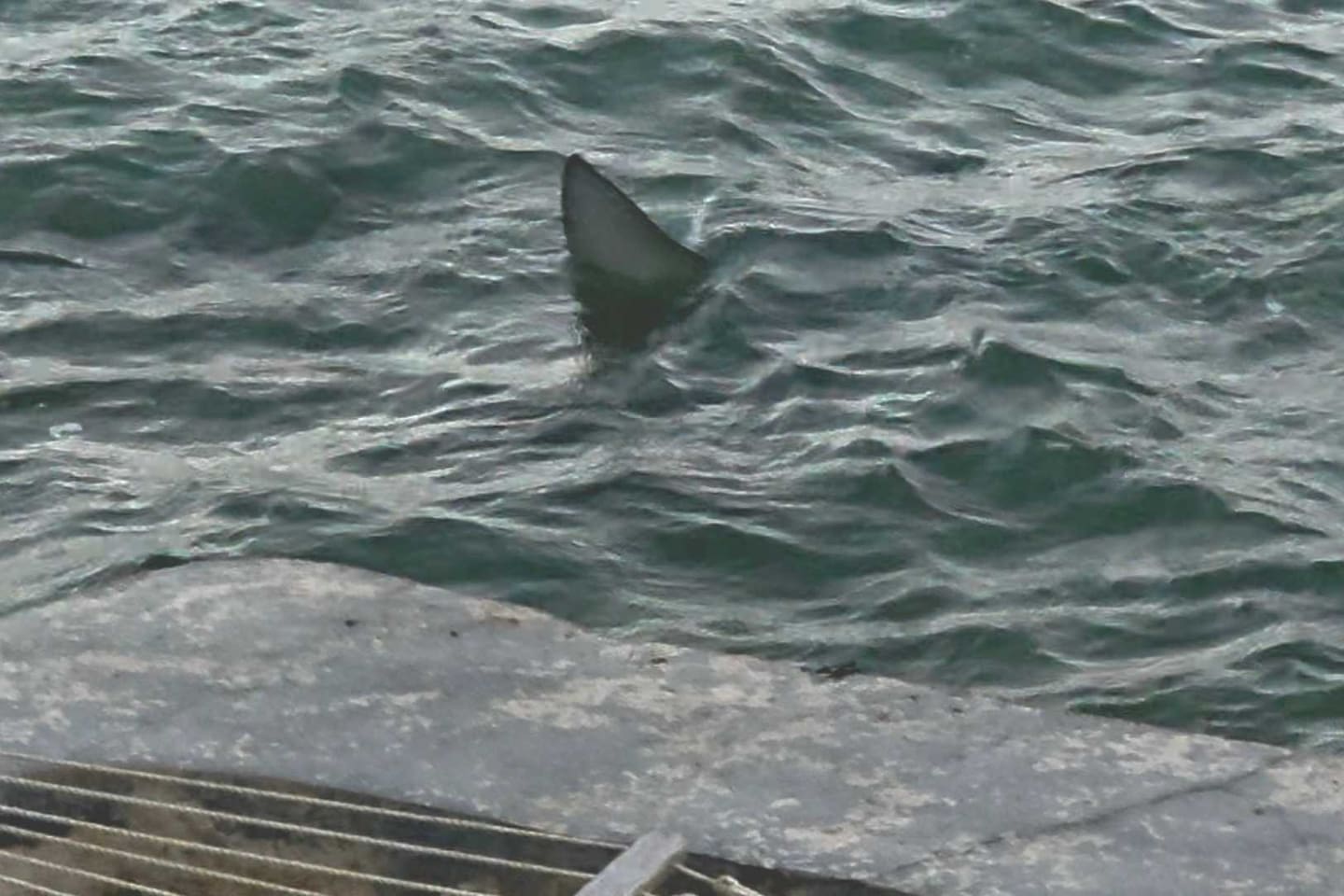 EagleRay right in front of the home's seawall and home's own Private Beach at high tide. Turtles and several other exotic fishes live on the home's snorkeling reef right in front of the home.