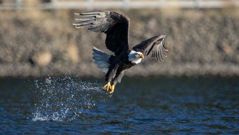 Wildlife on Norris Lake