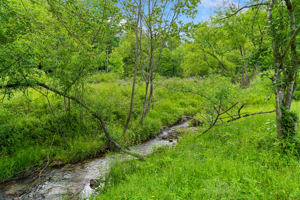 Mitchell Branch Creek