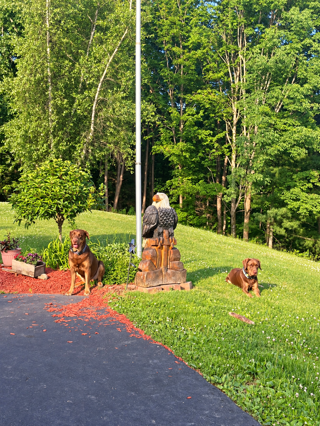 The host's 2 friendly Chocolate Labs.