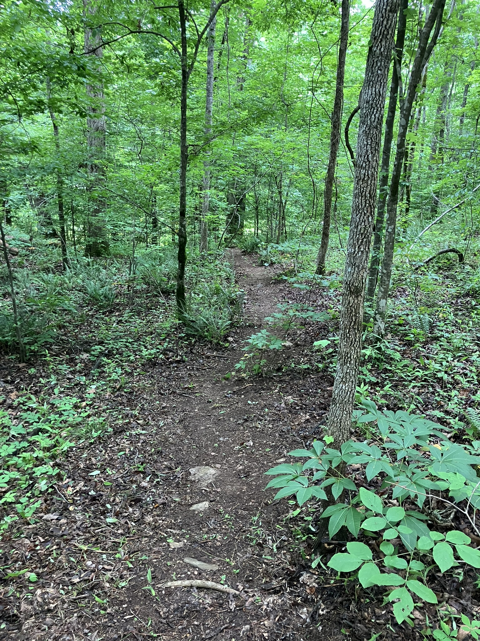 Trail