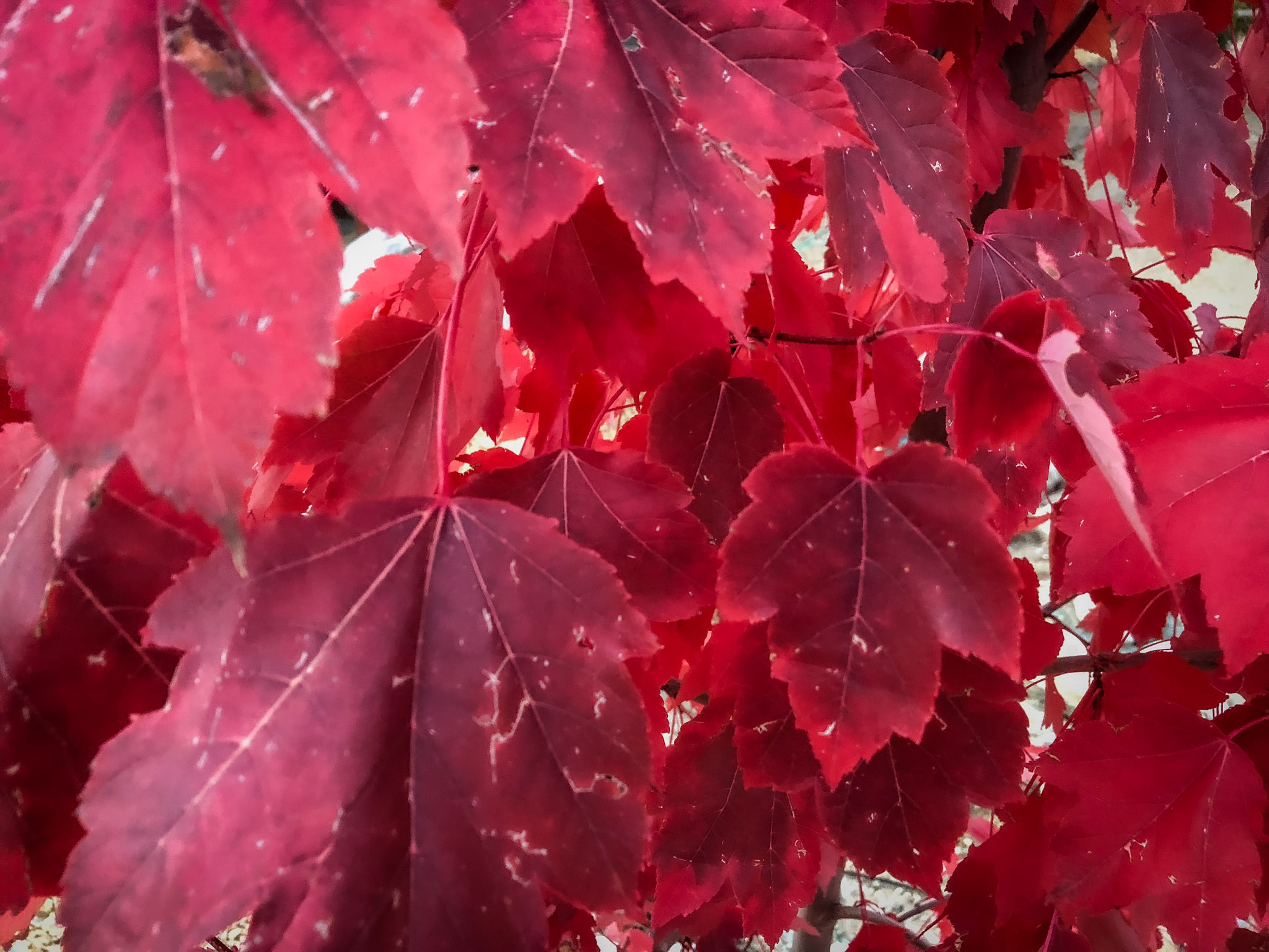 red maple leaves