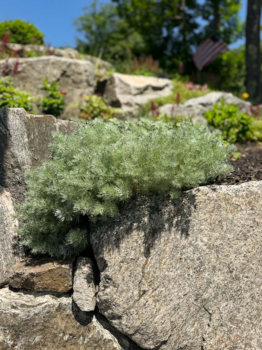 Flowering planting in the rock garden at Sunset Falls Estate &mdash; Berkshires