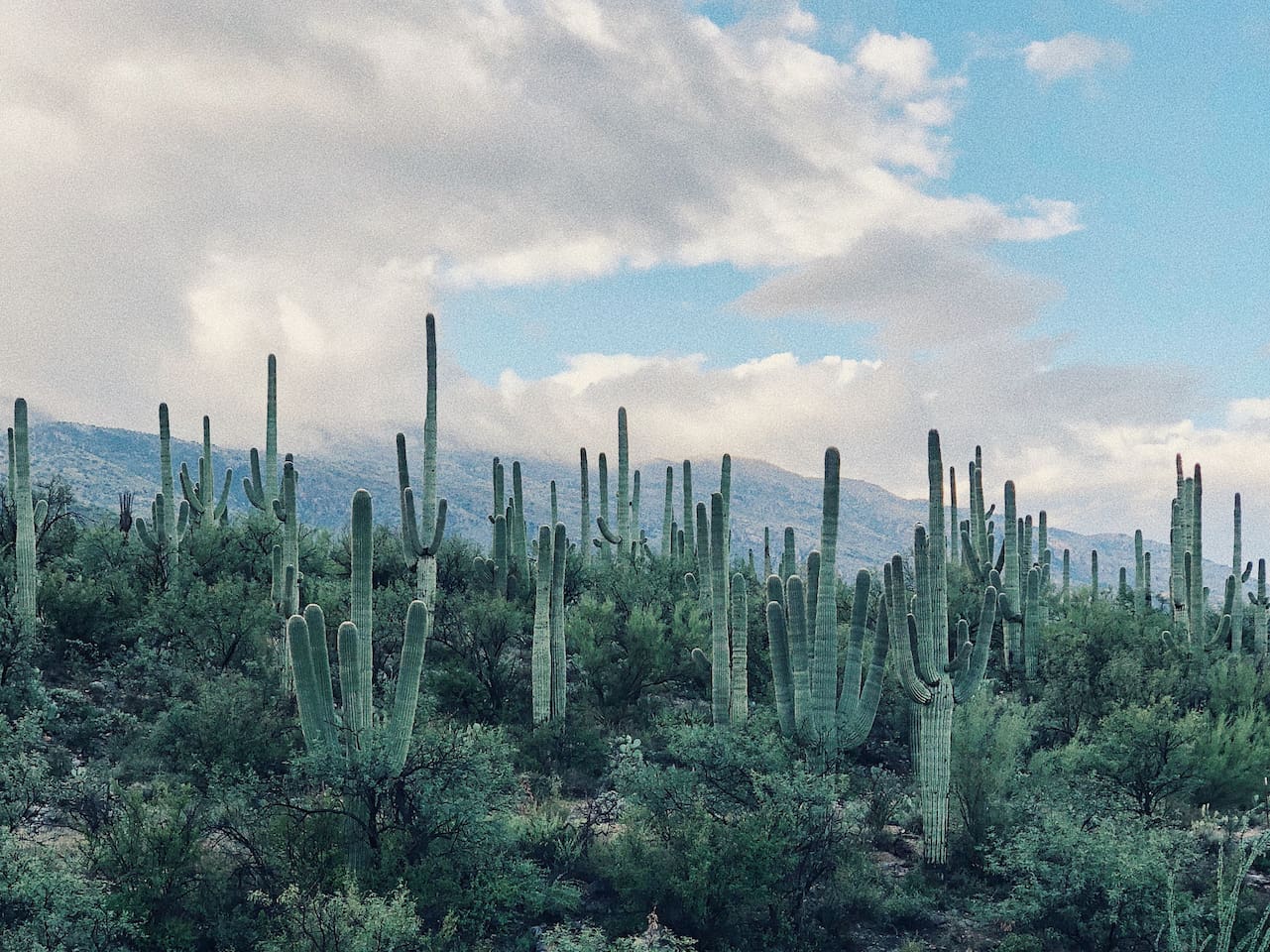 Holy saguaros Batman! Class SouthWest desert surrounds us in the Valley of the Sun.