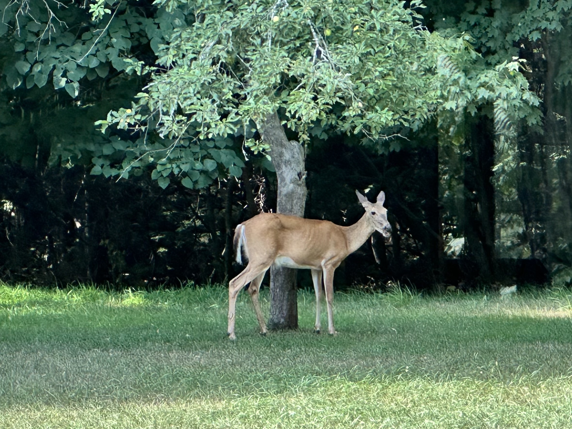 See the wildlife in our backyard.