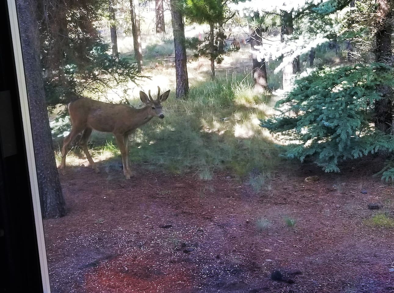 This buck sauntered by the kitchen window with his friend. 