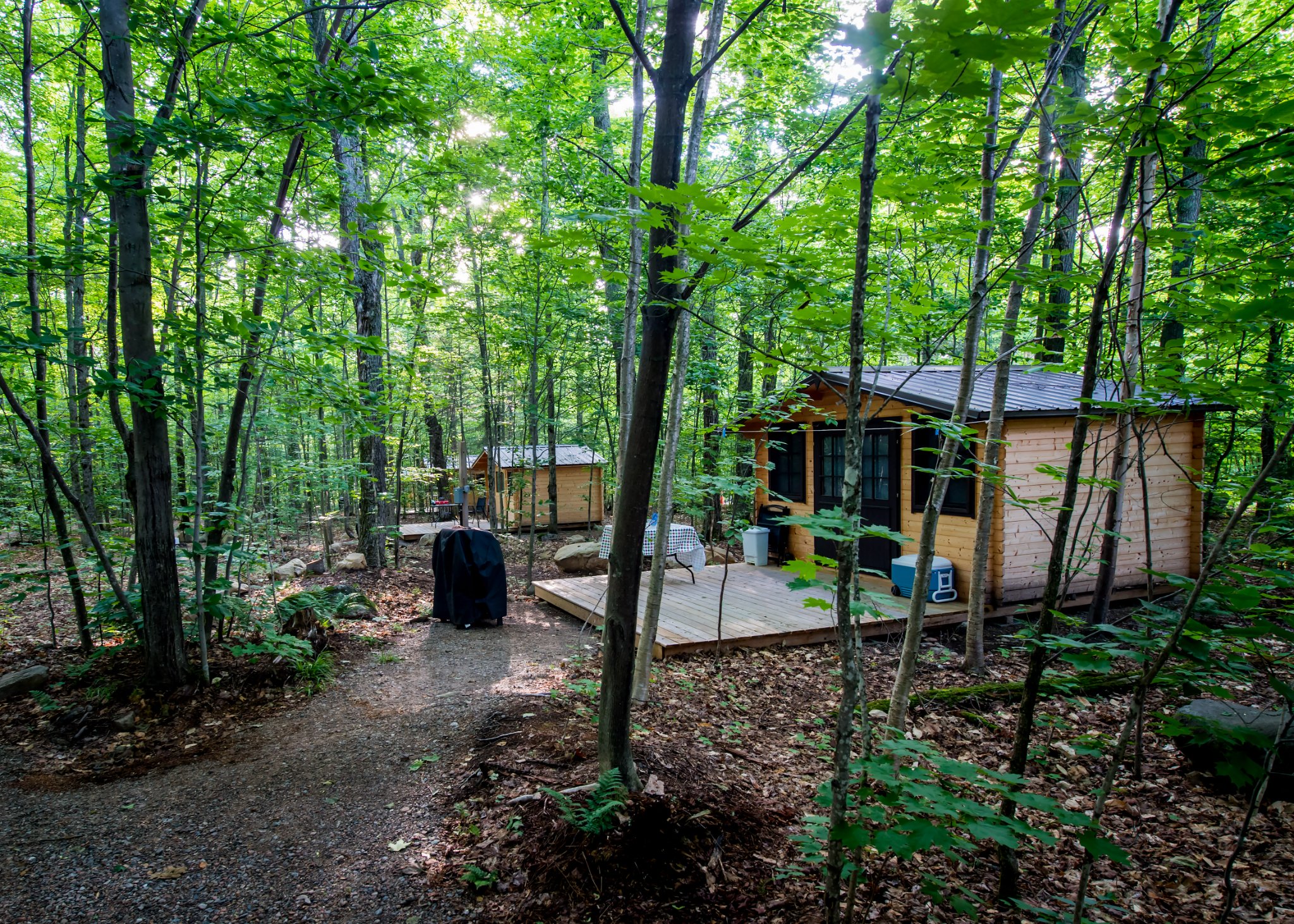 Cabins in the woods
