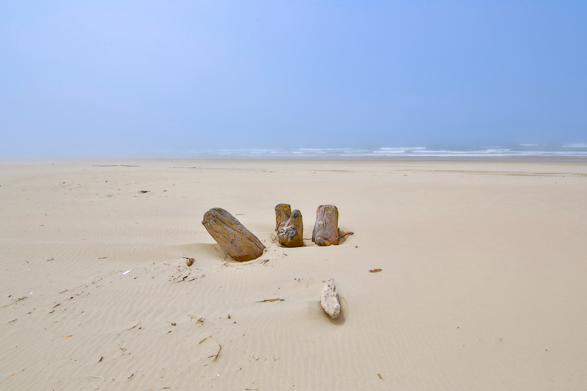 Driftwood on Merchant's Beach
