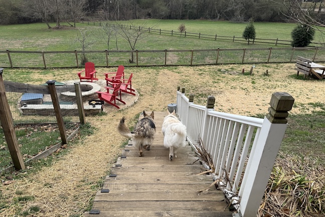 Fluff, Fluff, down the stairs we go! at Shepherds Run