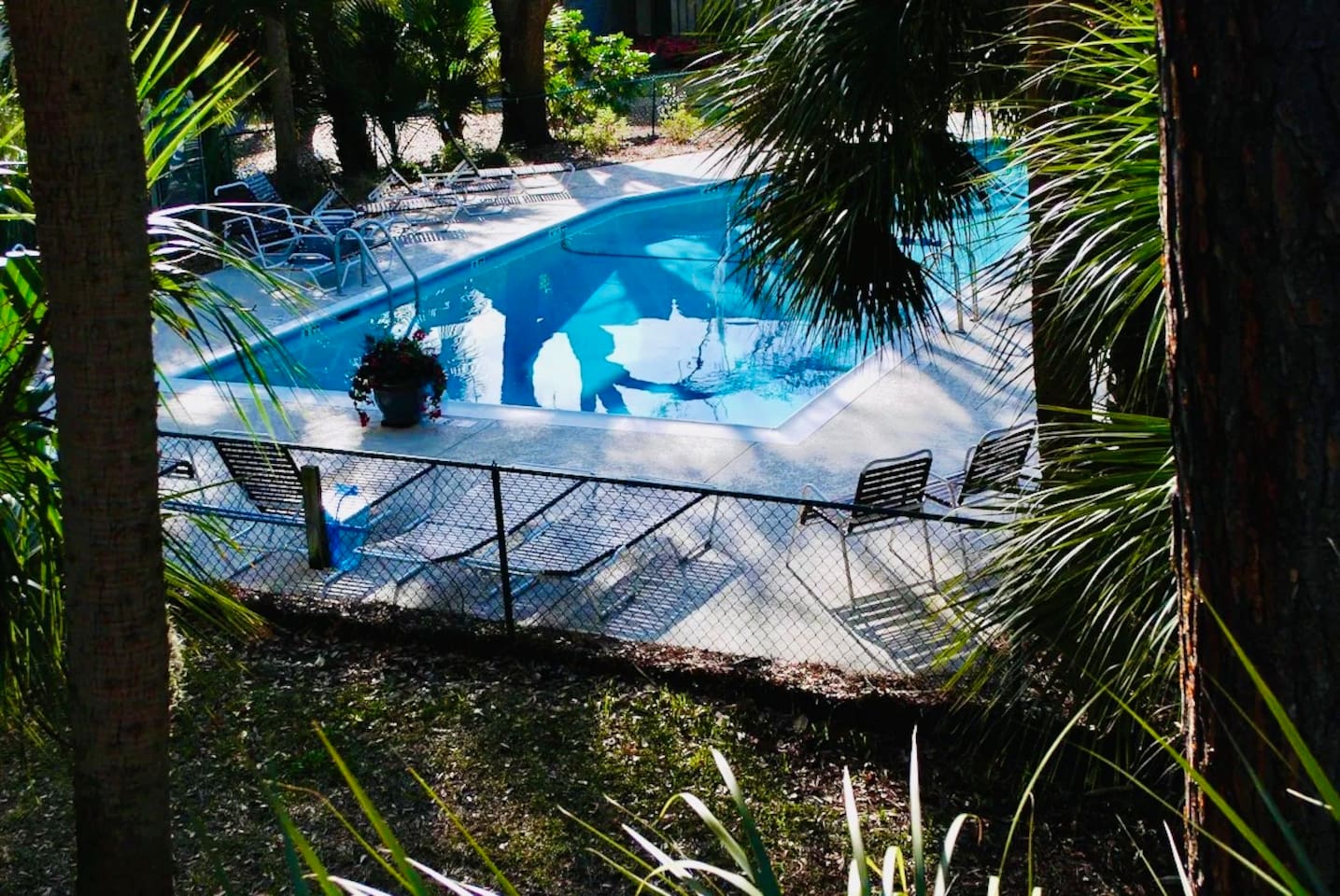 Pool among the palms