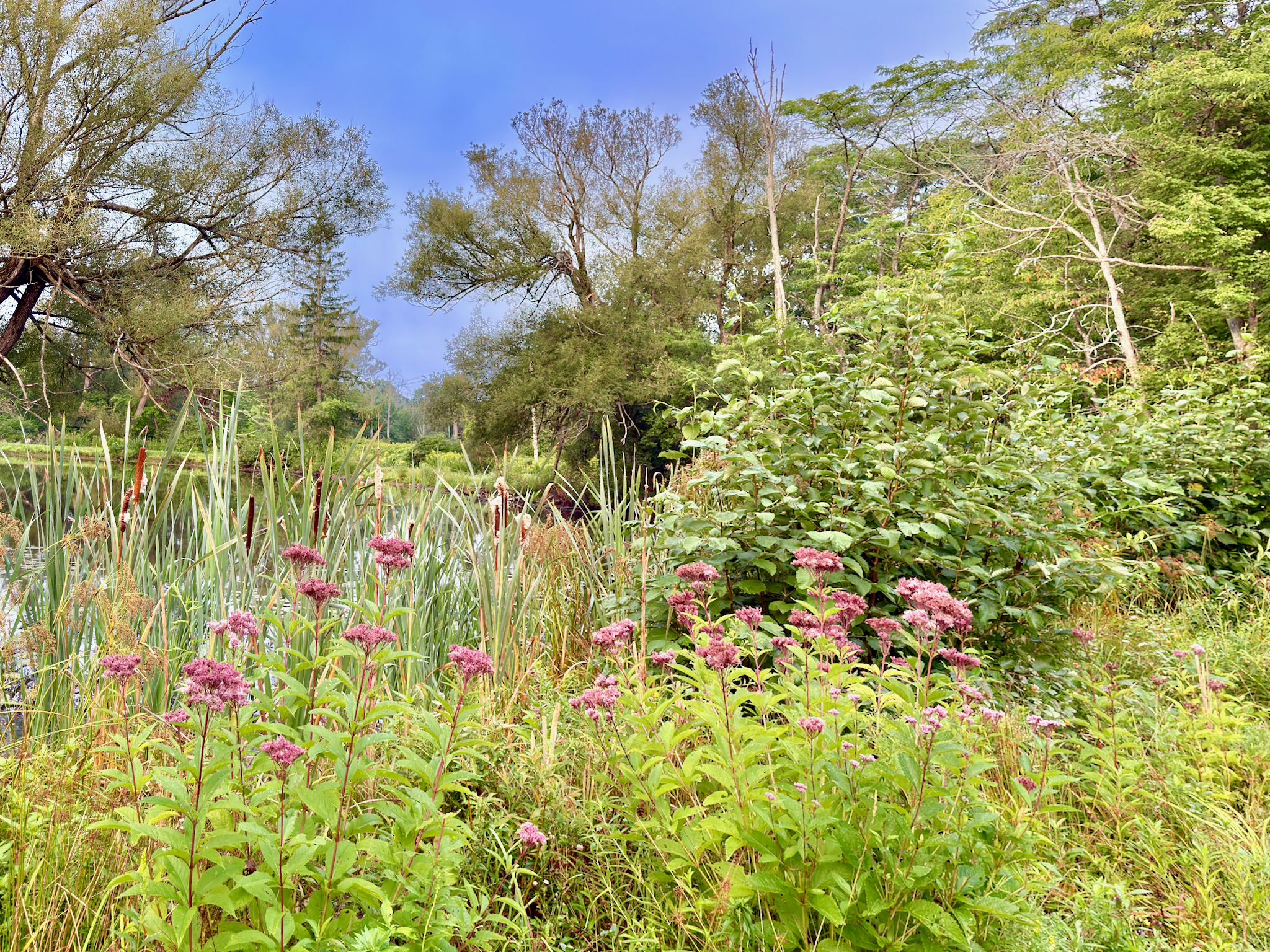 Our pond bank in late summer, featuring cattails, lush foliage, and seasonal blooms. A serene spot to enjoy the natural beauty of the grounds.