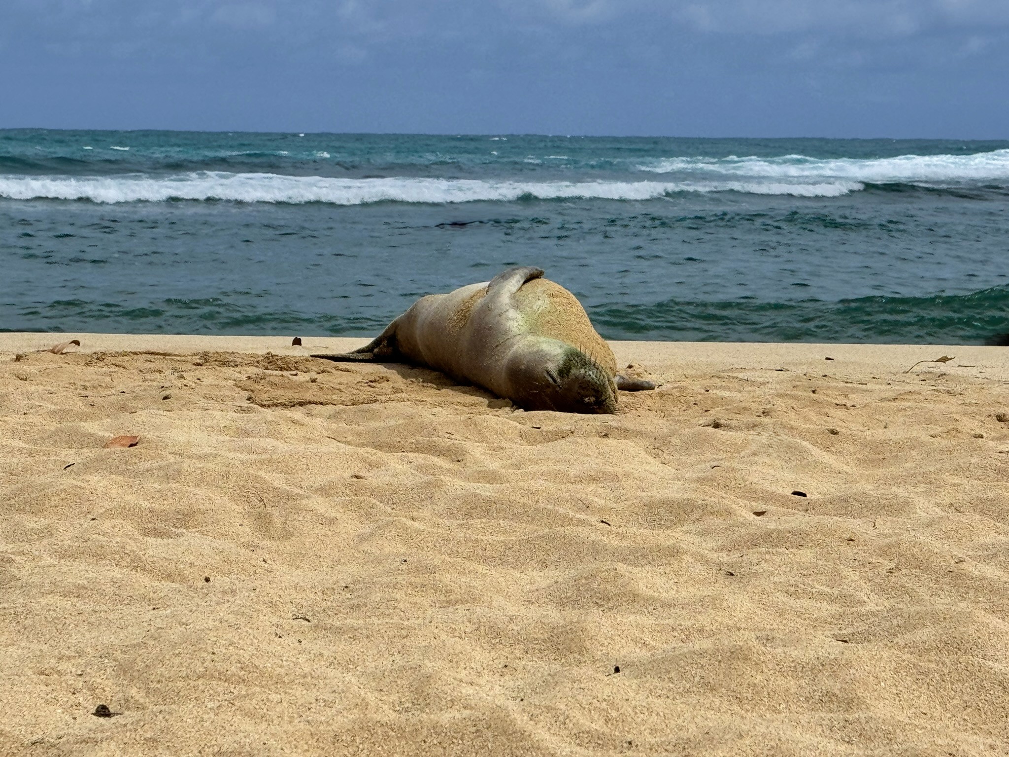 Baby seal sleeping