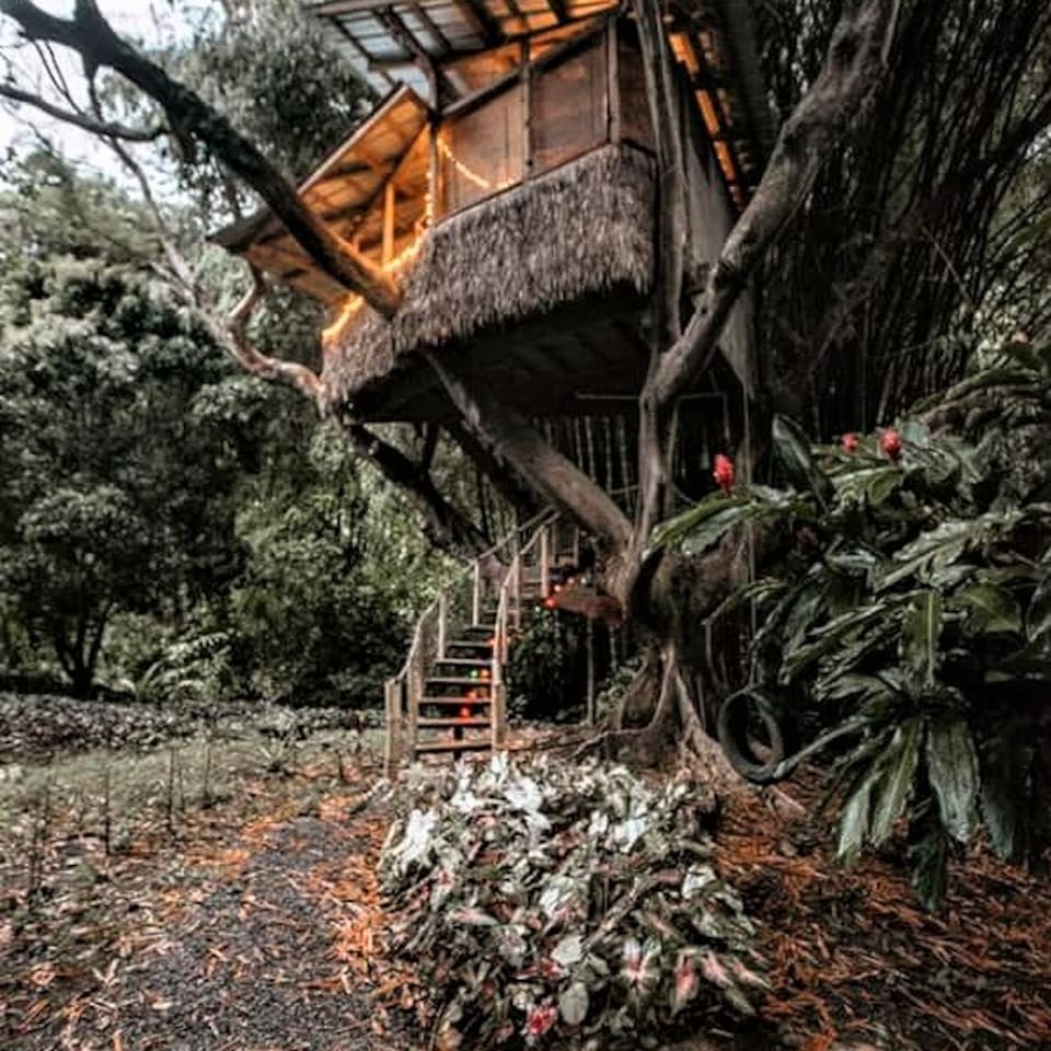 Come on up to stay in the Tree House of Life!