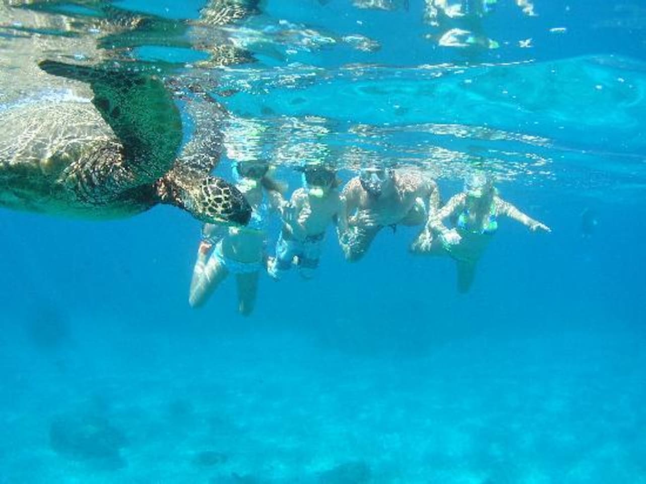 snorkel with turtles out front :) 