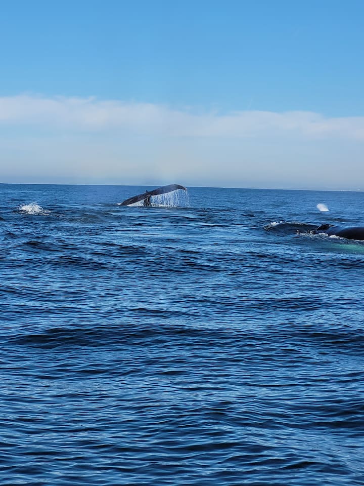 Whales passing through. View from the balcony