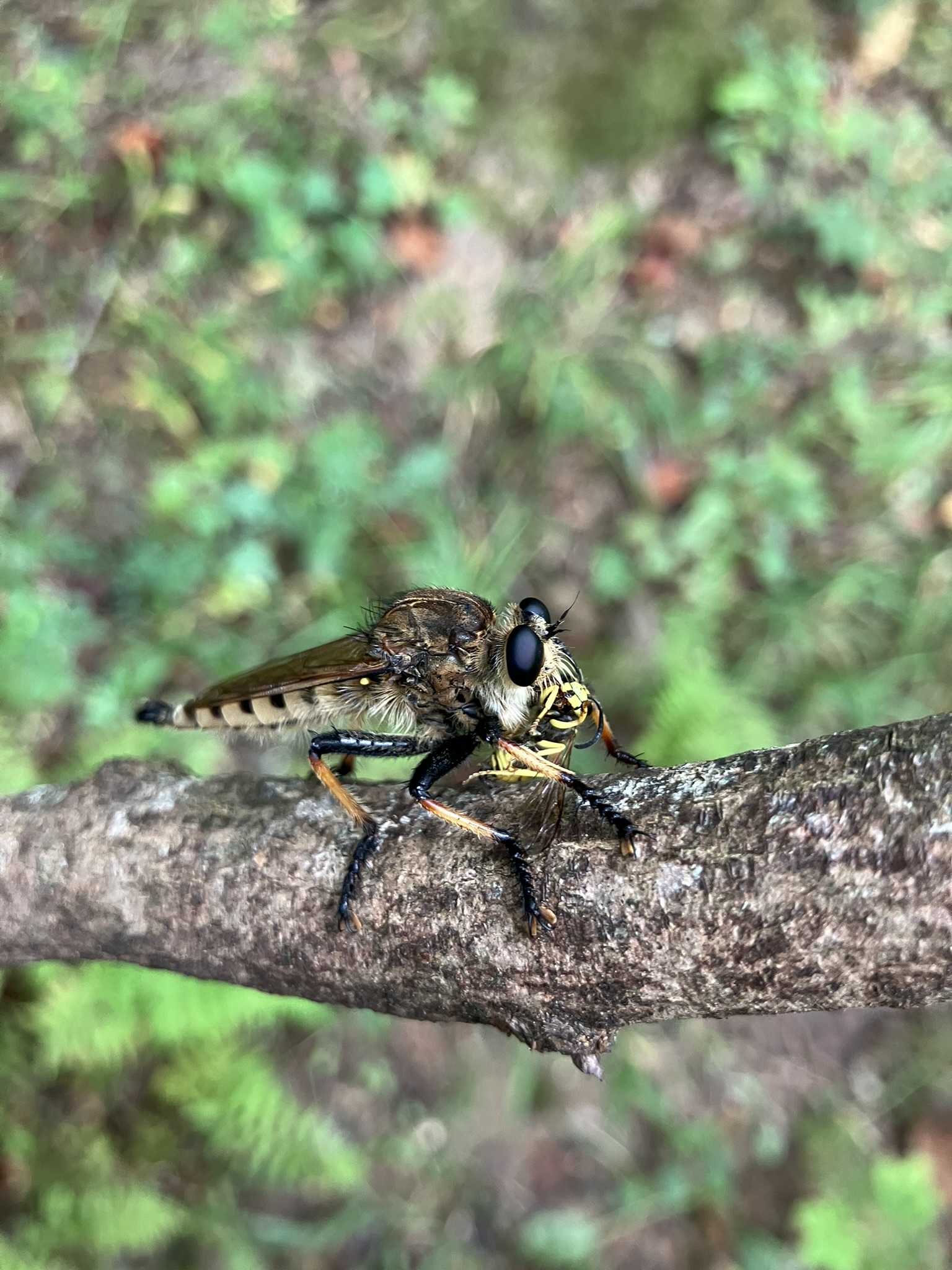 Robber fly.