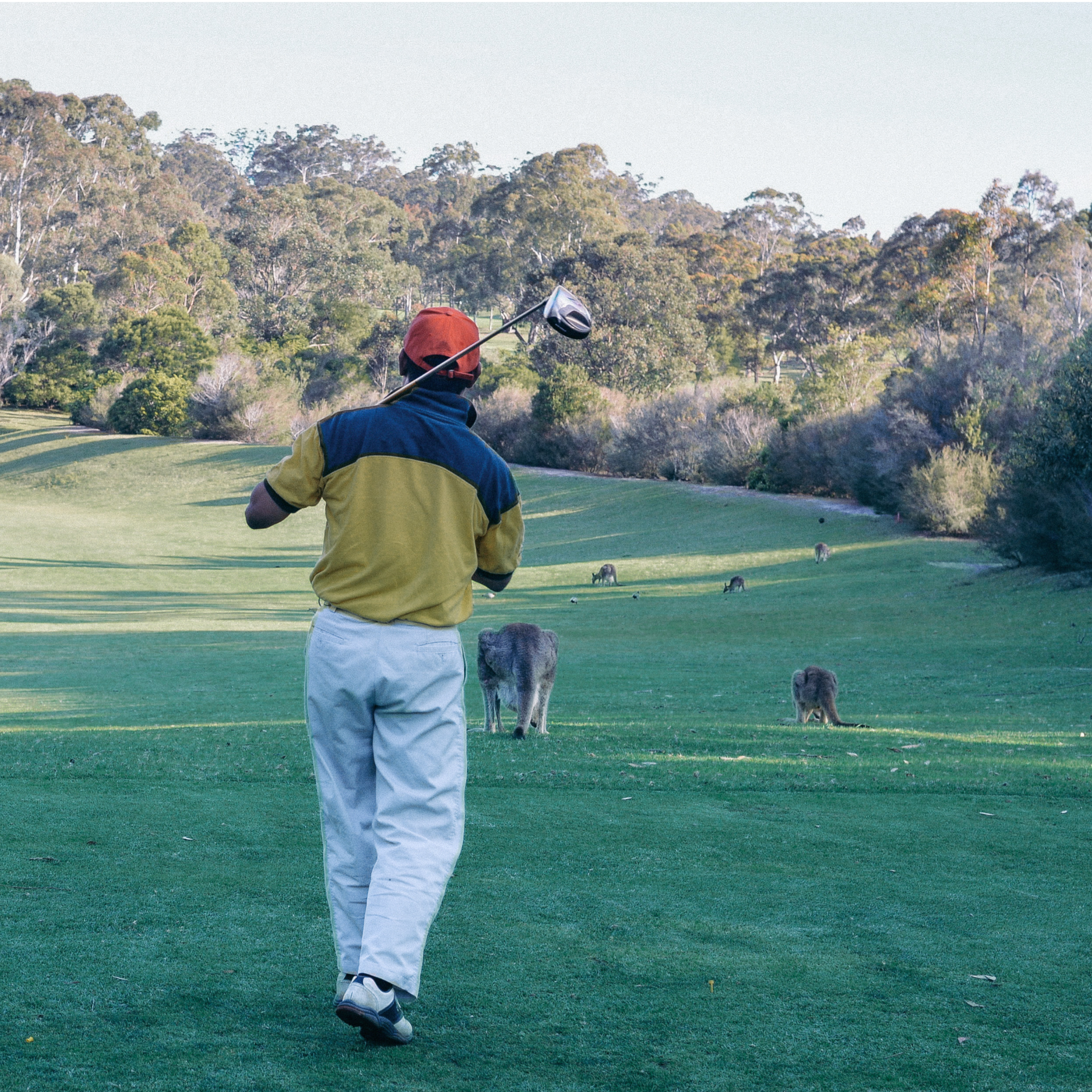 Golf Course opposite the Resort also attracts the local Roos