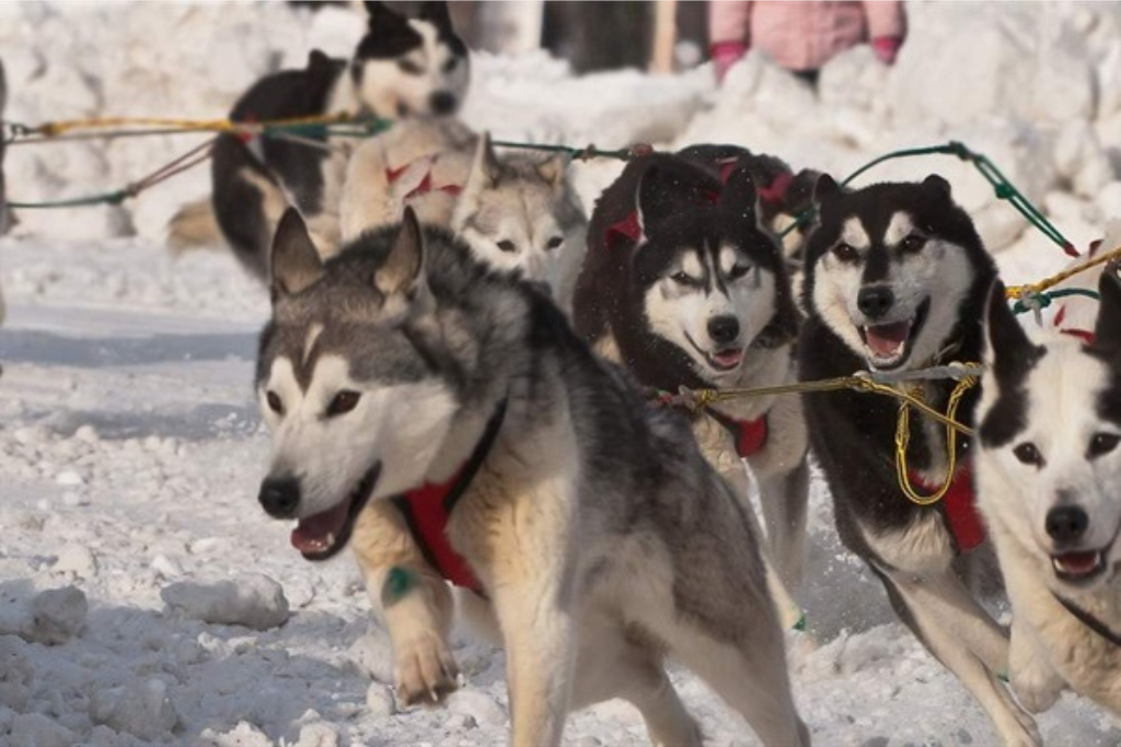 Marvelous Sled Dogs