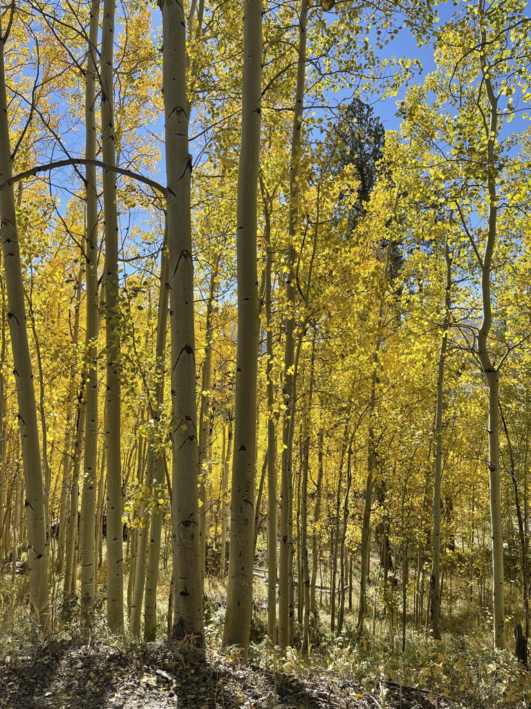 Mountain Fall Colors