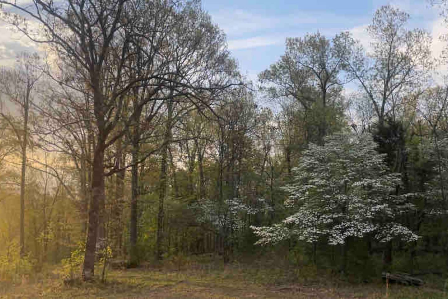April visitors will be blown away by the abundance of Dogwoods on the property. 