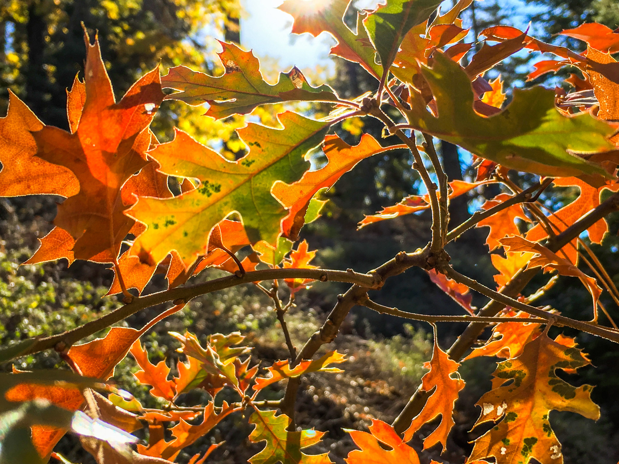 Autumn leaves against blue skies