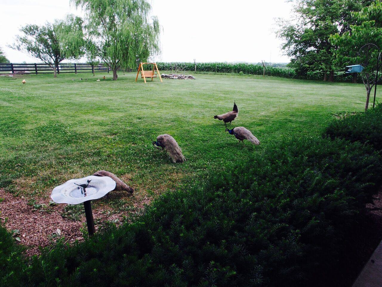 Farm Animals Abound Near Your Cabin at The Farm, LLC! Some May Even Visit Your Front Porch!
