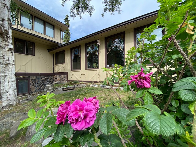 Arctic Roses and strawberries compliment each other in the flowerbed- great for rhubarb pie and rosehip tea