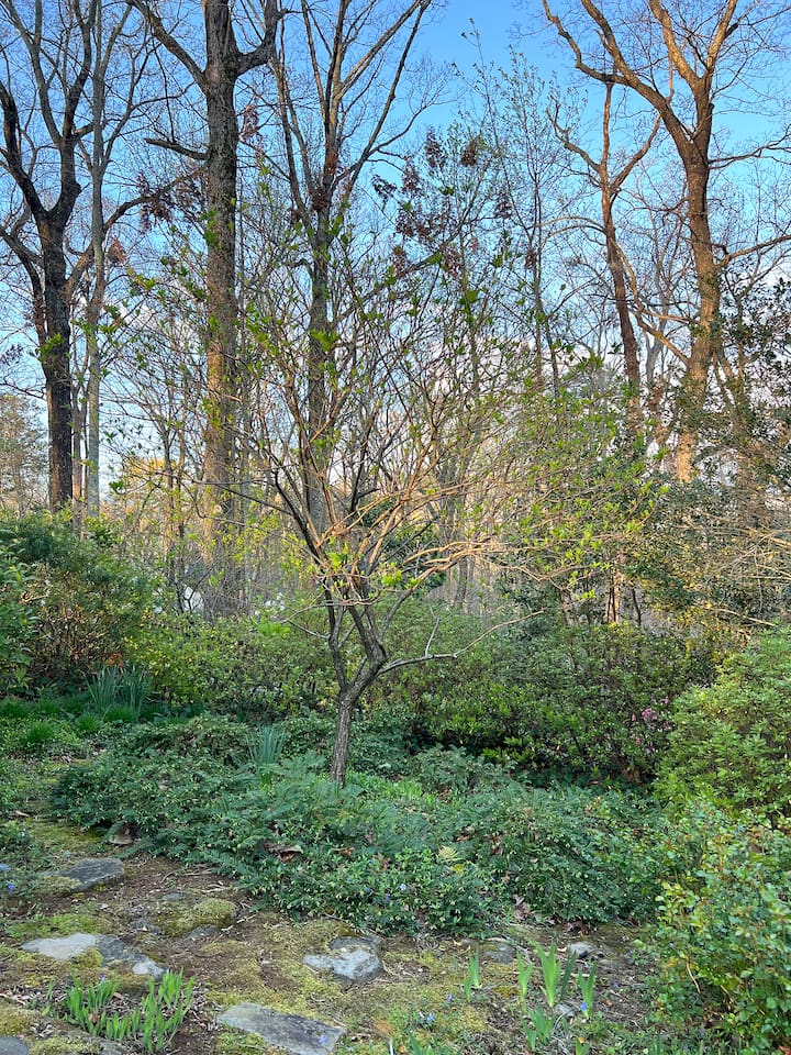 Front garden shot from main house