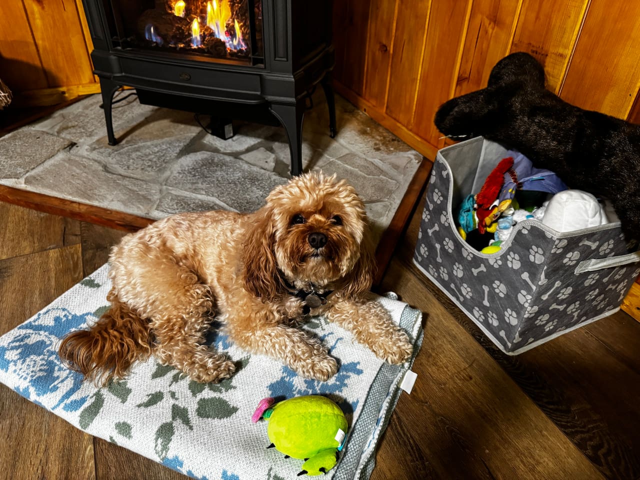 We provide bowls, treats and toys for your pup. Please check with hosts if you are looking to bring a dog over 50 lbs. or more than one dog. 