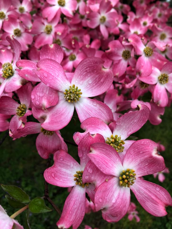 Dogwood trees around the neighborhood in Spring! Our state flower!