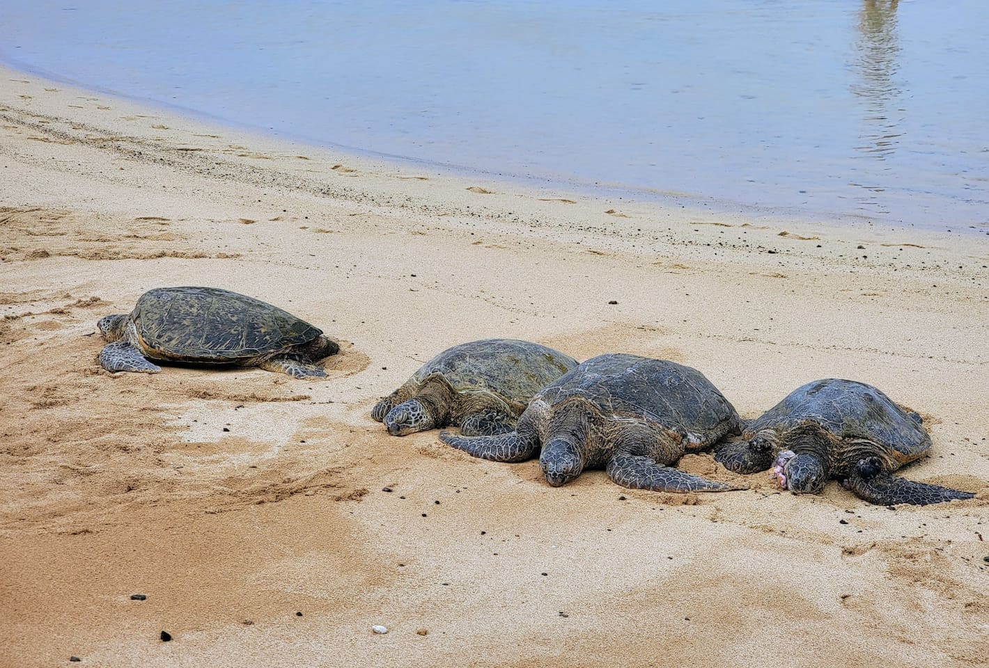 Critically Endangered Hawaiian Sea Turtles