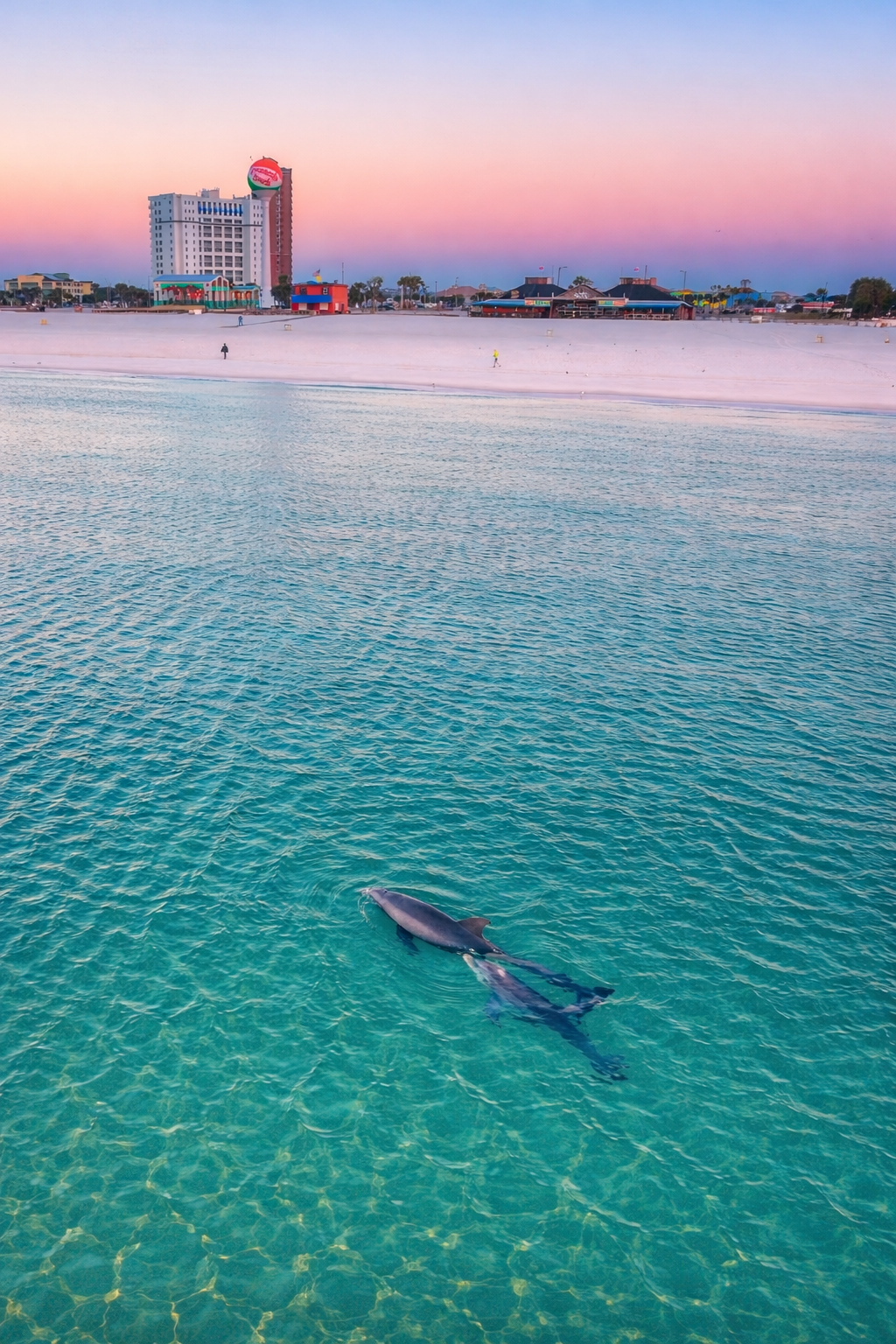 Dolphins just beyond your shoreline.