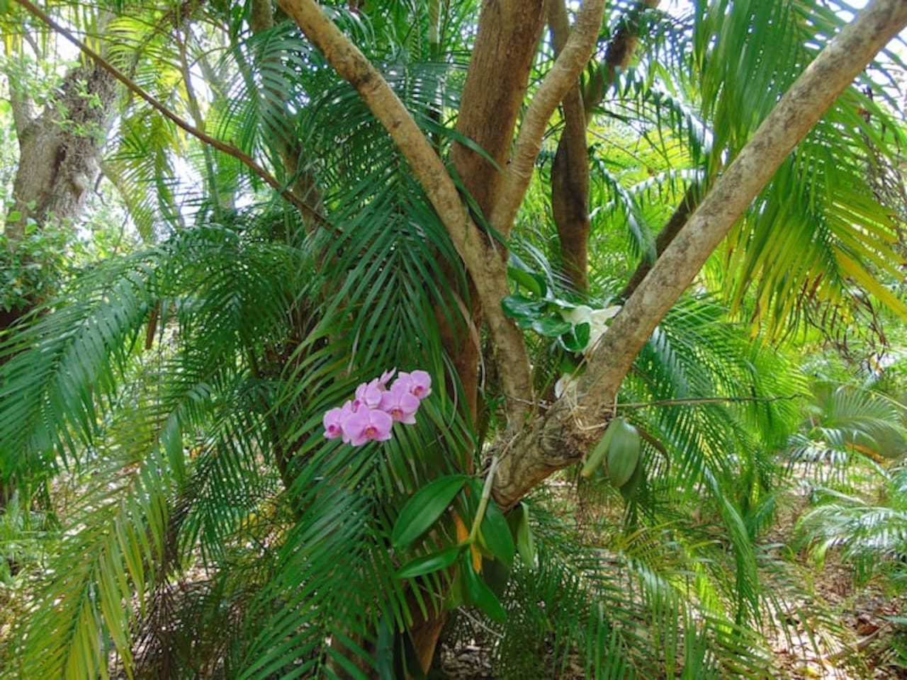 Front yard