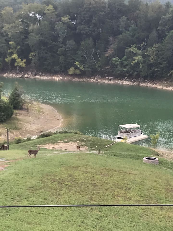 frequent wildlife visitors, deer, rabbits, squirrels