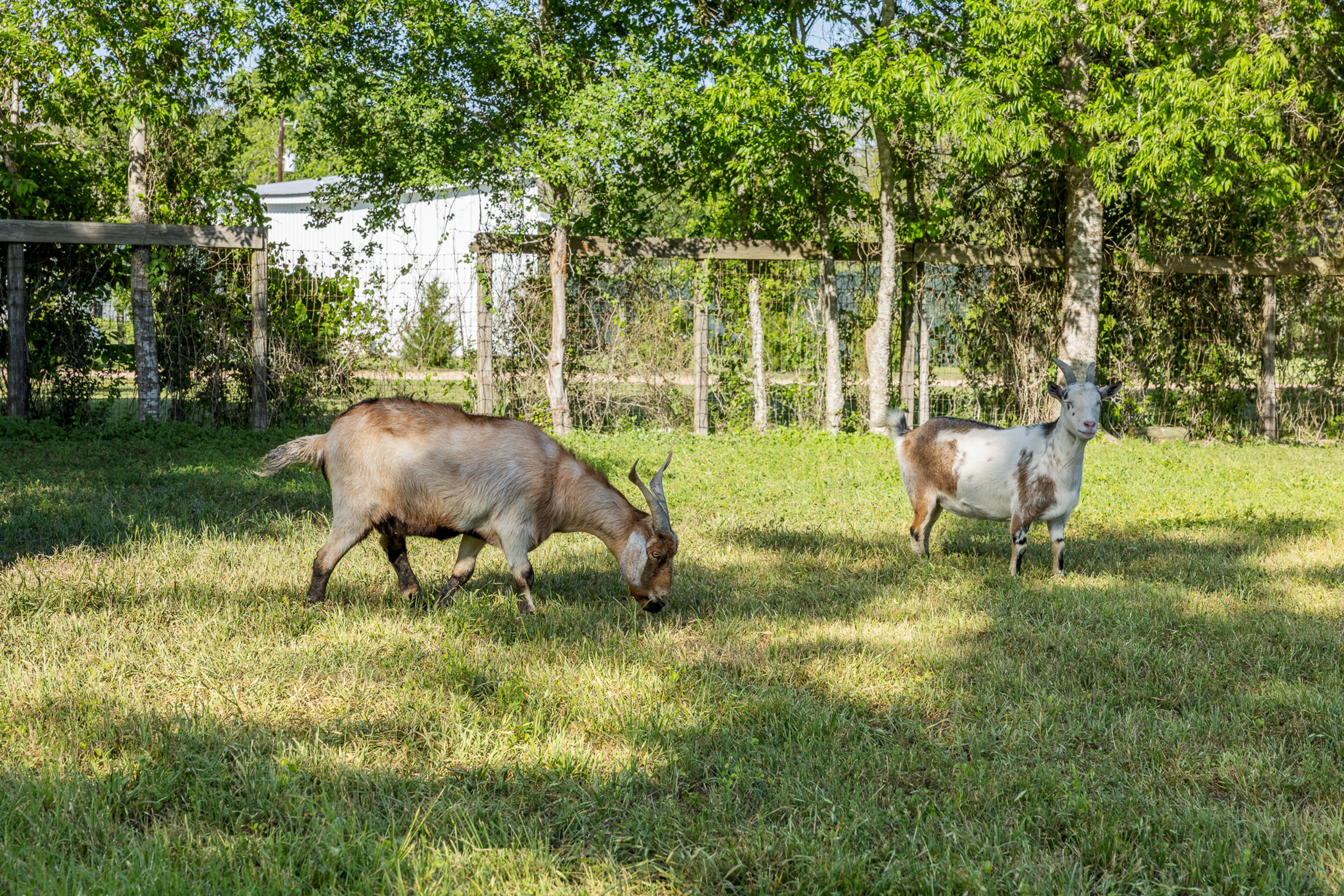 friendly goats