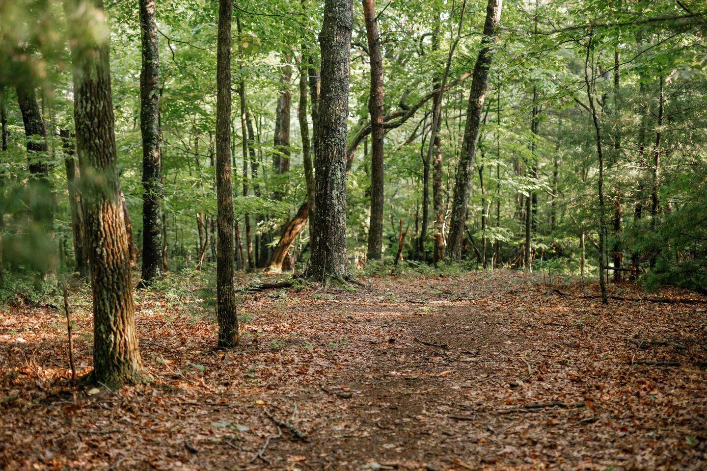 Spot deer, turkeys, birds, and other wildlife as you escape into the forest. 