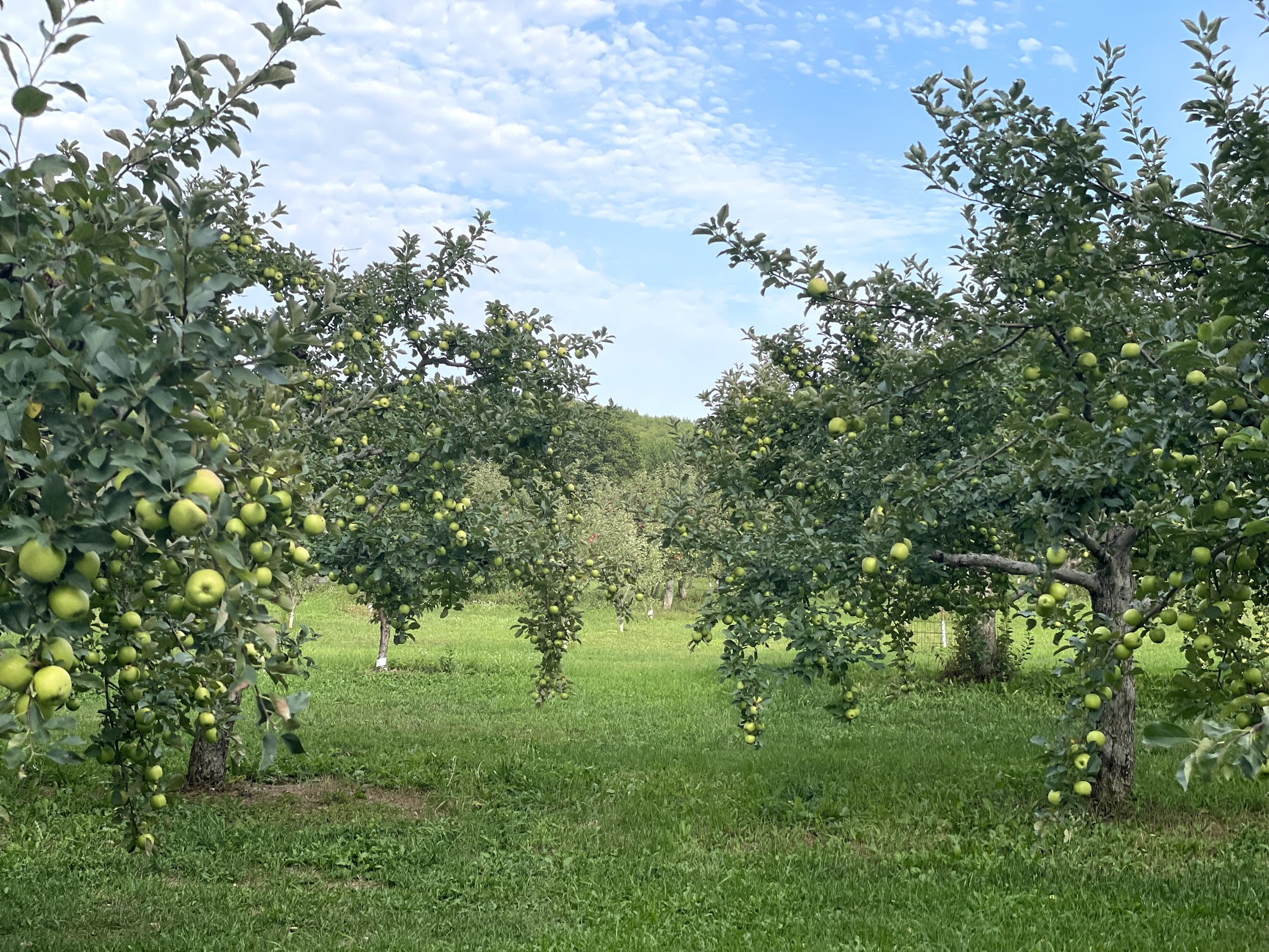 Local Apple Orchard sunset valley orchards and gift shop on the fruit loop down the road minutes from the cottages 