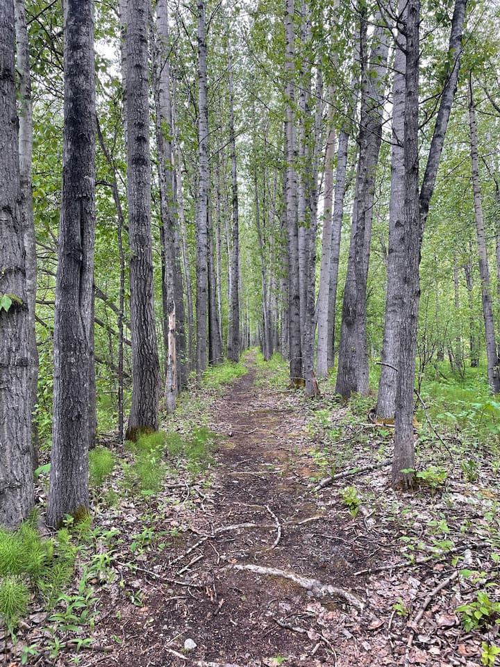 Nearby hiking trail - Matanuska River Trail