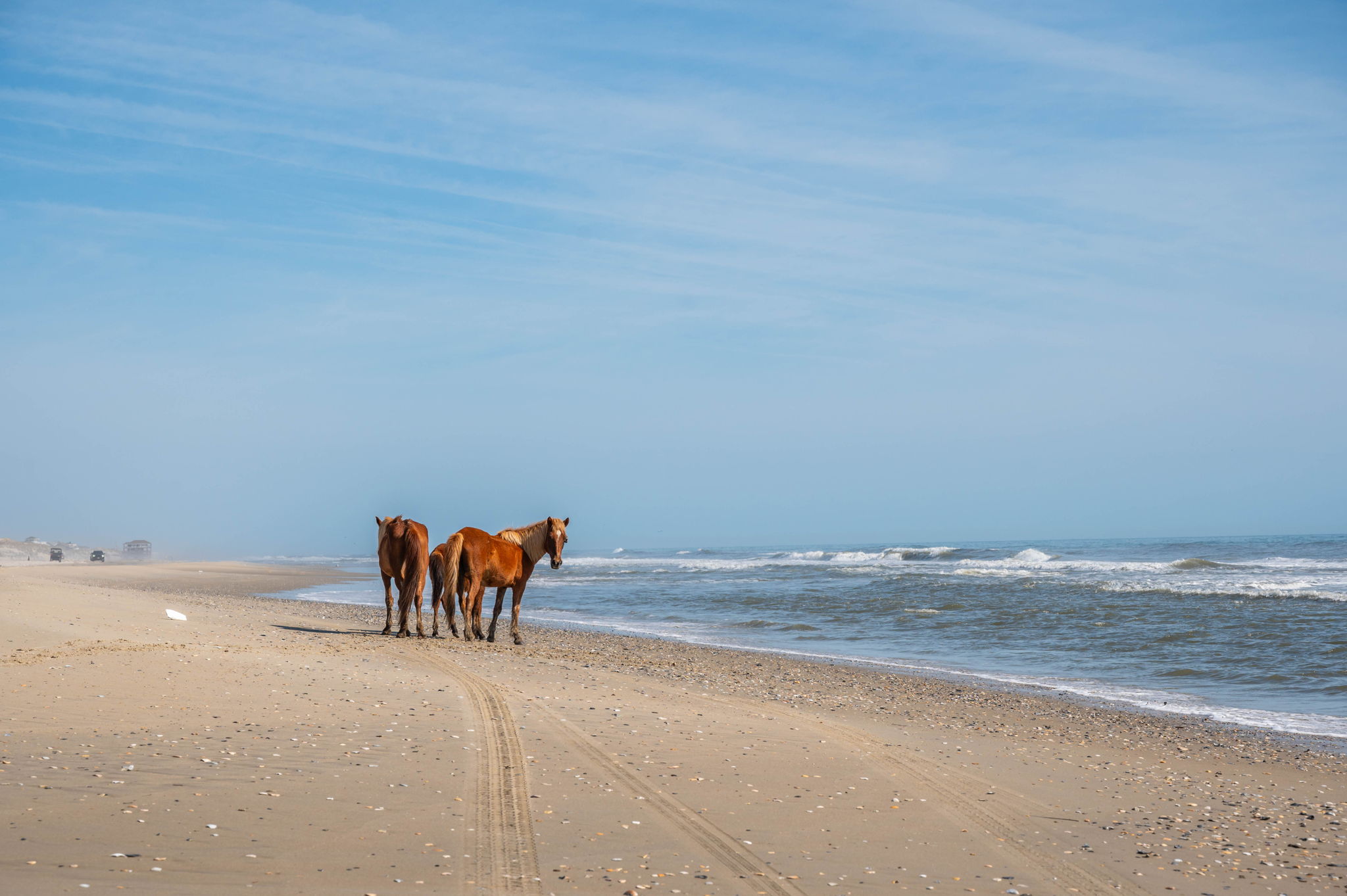See the Wild Horses!