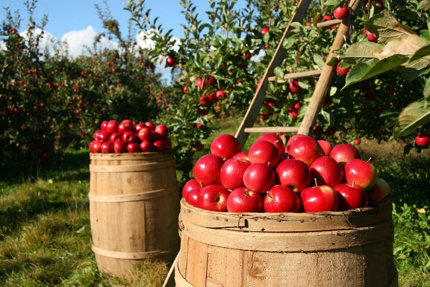 Apple Festival in nearby Hendersonville
