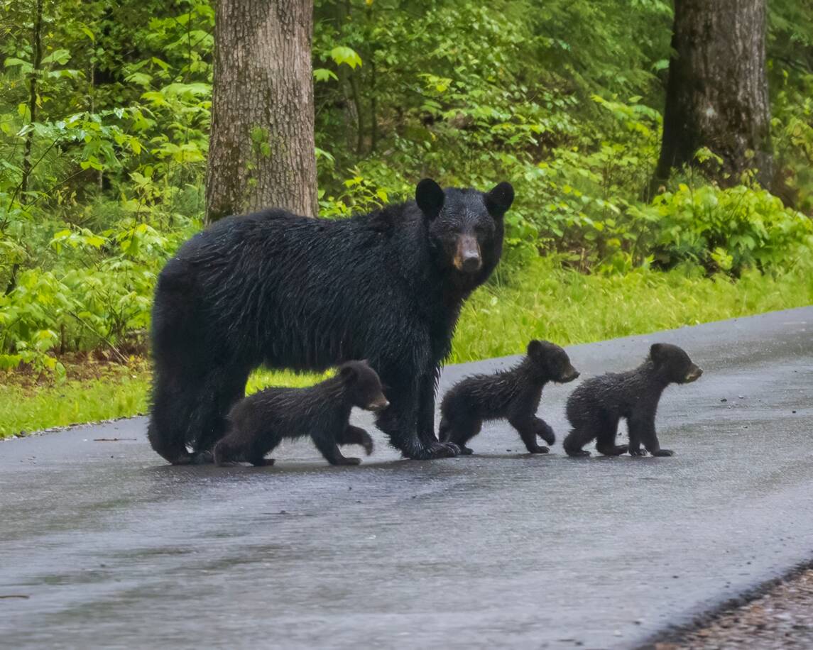Family of Black Bears