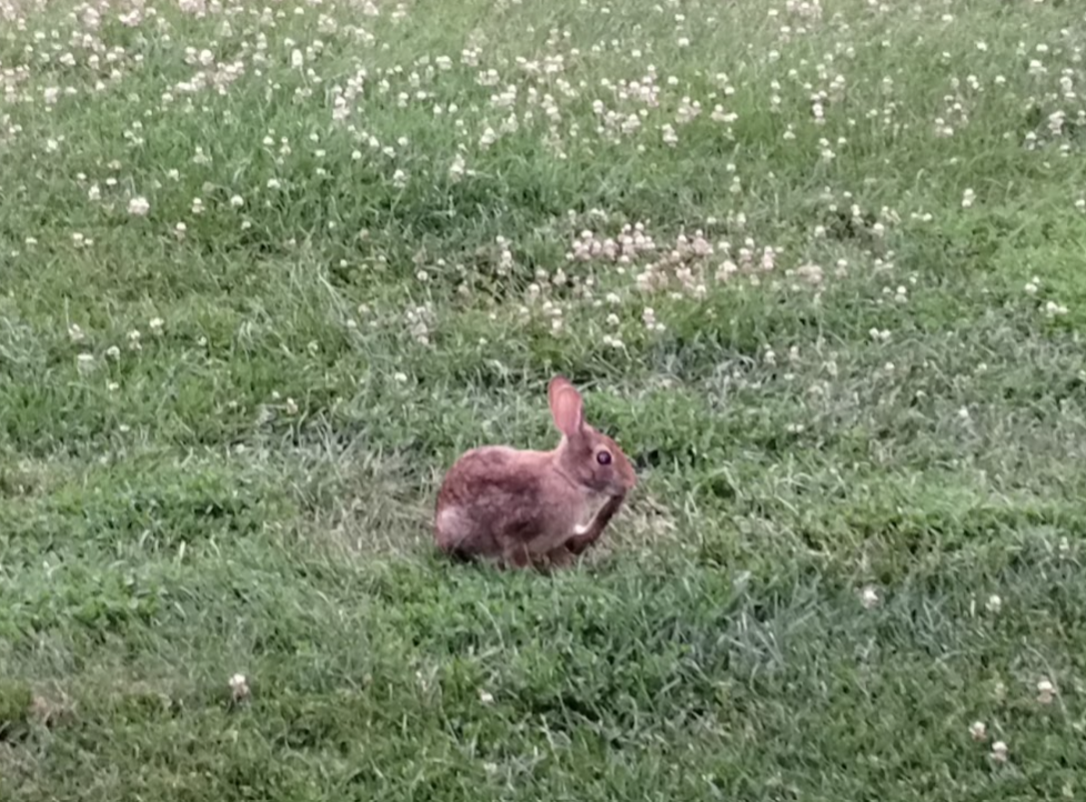 You may spot bunny rabbits hopping around the property during your stay