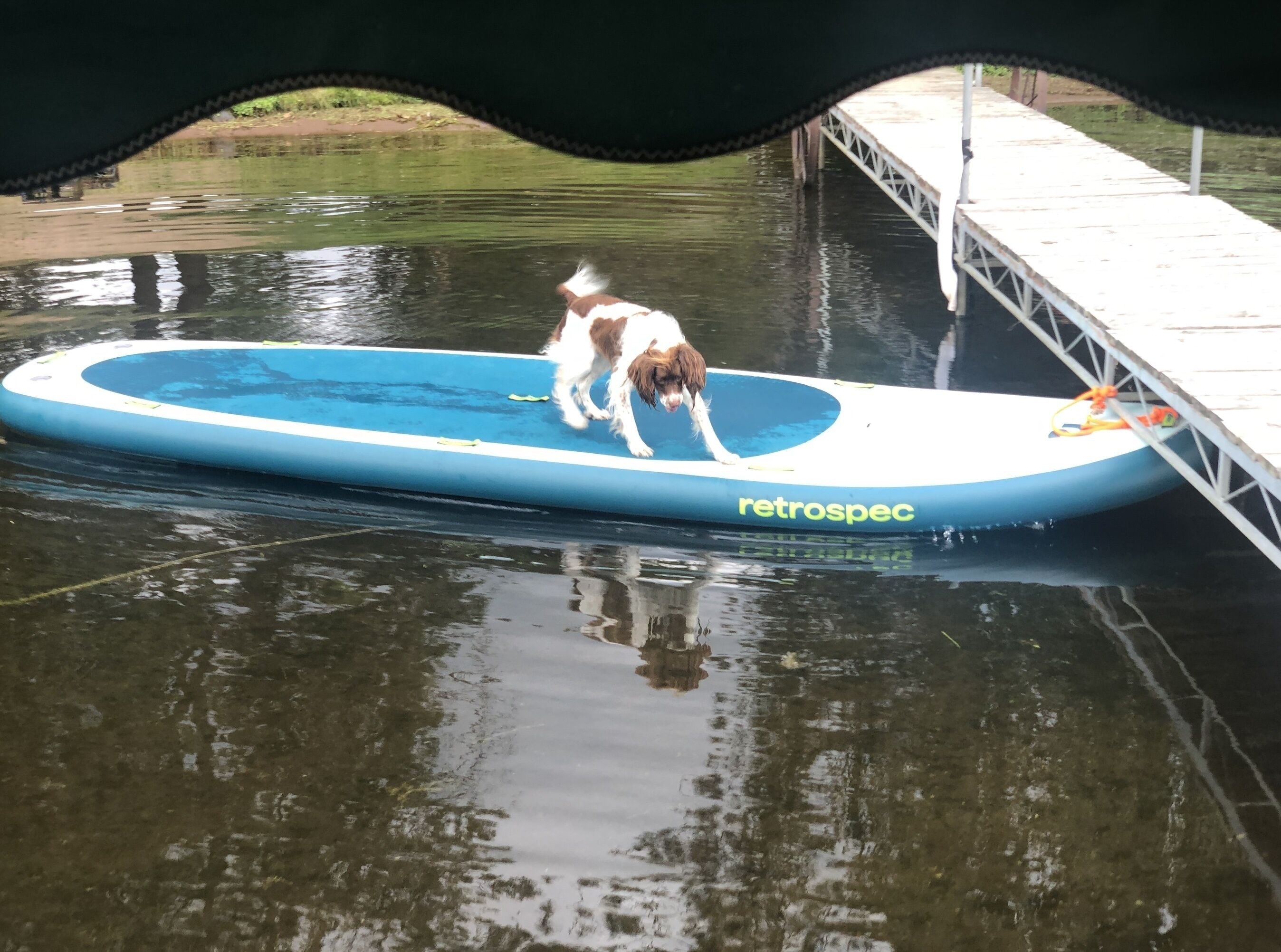 Lola on the party paddleboard
