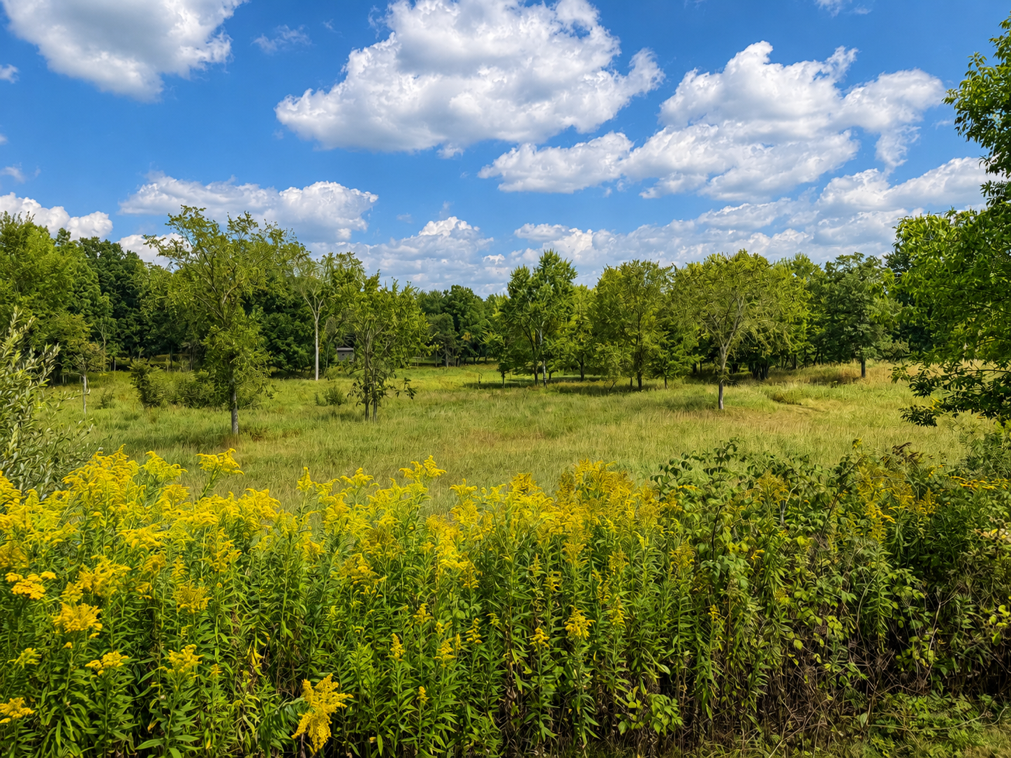 Peaceful Northwoods scenery surrounds the property, offering open views, seasonal wildflowers, fresh air, and a relaxing Wisconsin setting away from the everyday rush.