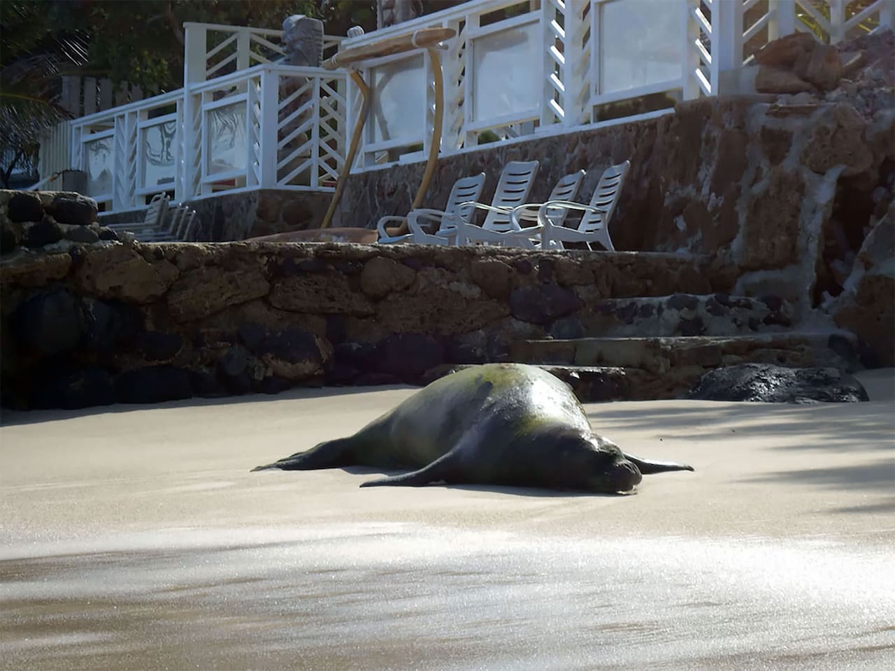 Critically Endangered Hawaiian Monk Seal chilling right in front of the home. She is one of 800 Hawaiian monk seals left in the world.