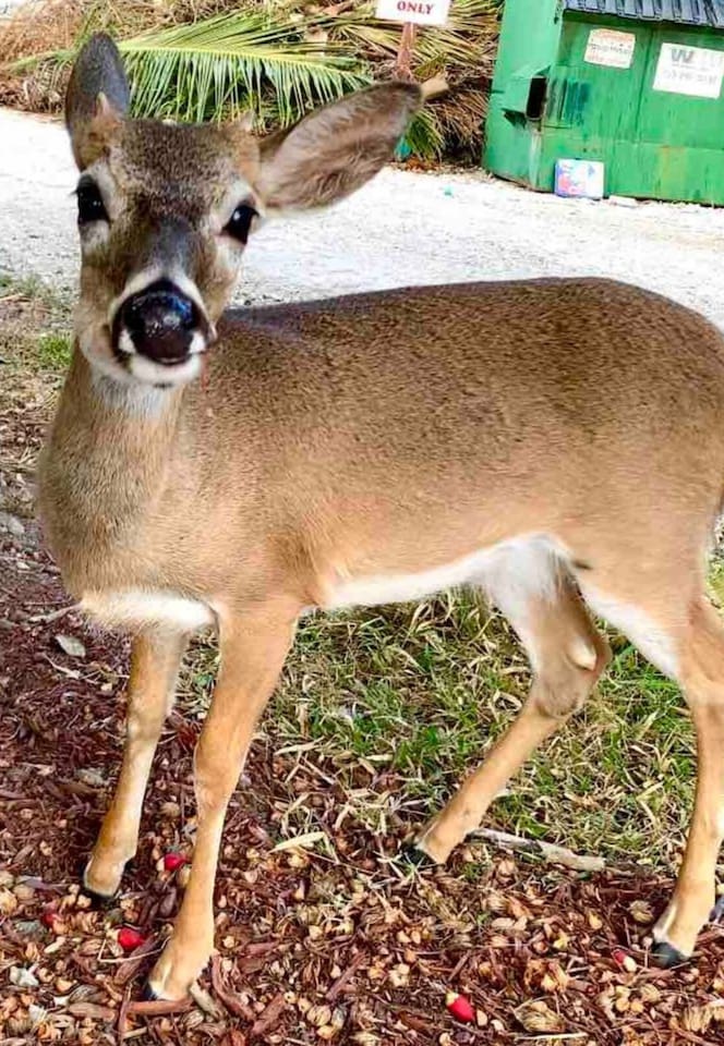 Local Key Deer in the park.