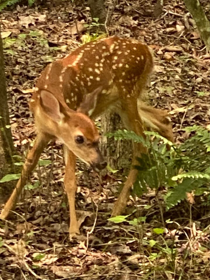 Morning visitor