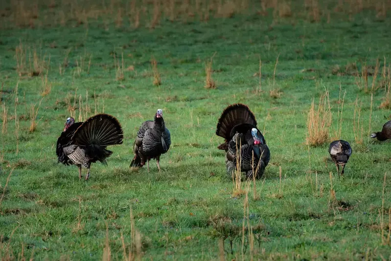 wild turkeys in a field